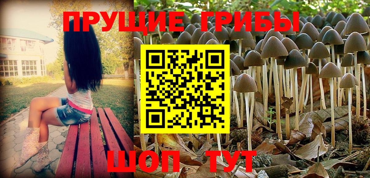 Псилоцибиновые грибы Psilocybe  Вязники 